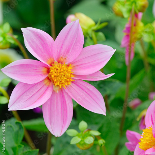 Fototapeta Naklejka Na Ścianę i Meble -  Dahlia on background of flowerbeds.