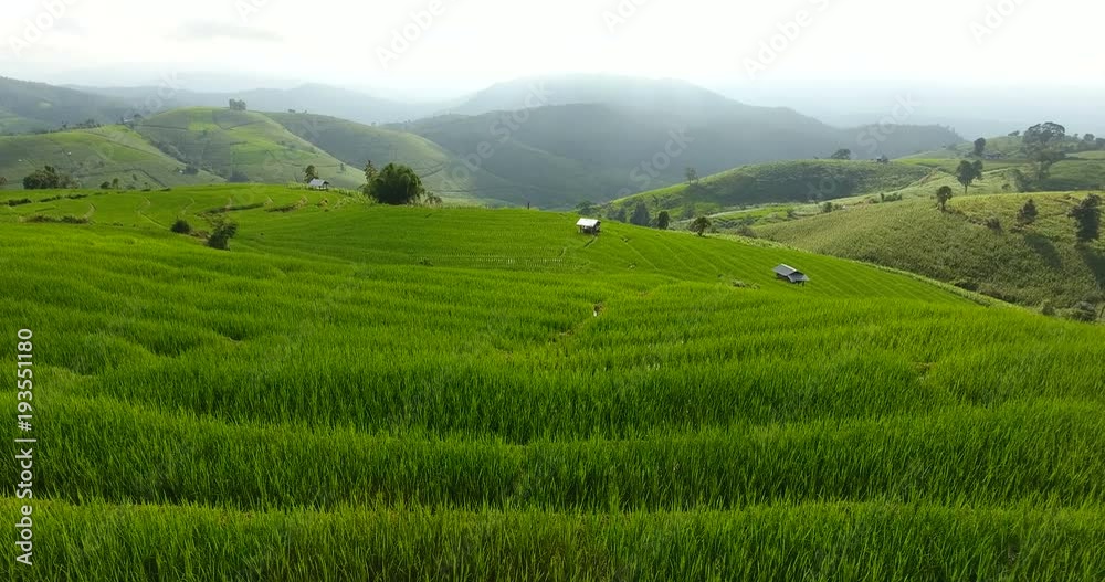 Super Asian Rice Field Asian rice field terrace on mountain side, lush agriculture land. Rice ...