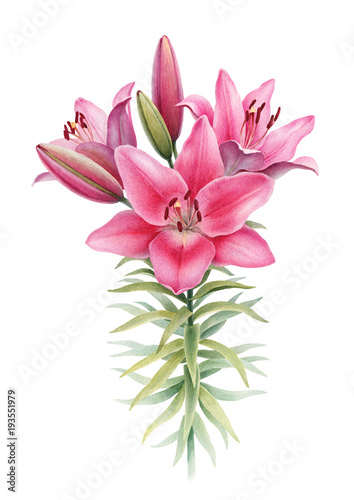 Watercolor illustration of lily flowers