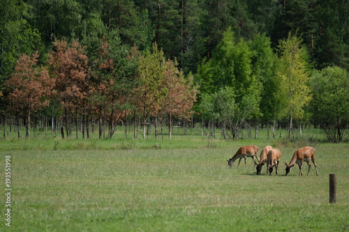 Deers Feeding with Grasses in Summer Time