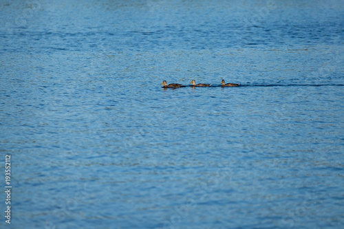 Ducks Swimming on Water with Quee in Summer
