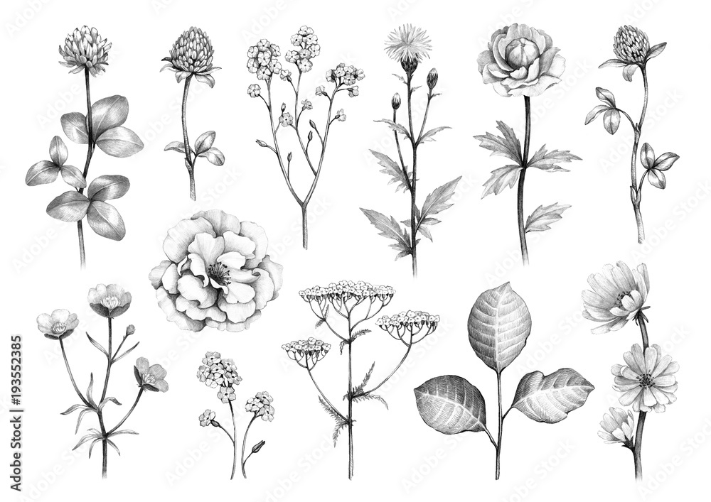 12 Easy to Draw Flowers In Pencil Step by Step for Beginners