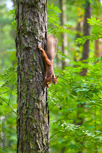 red squirrel on a tree in summer day