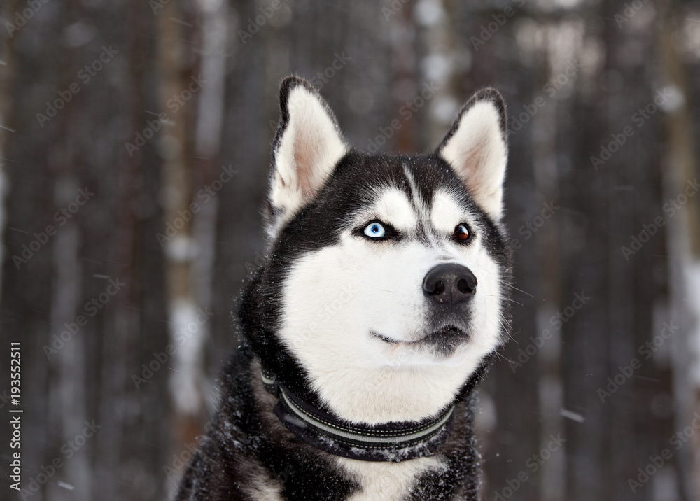 Naklejka premium Dog breed Siberian Husky porrait in winter forest