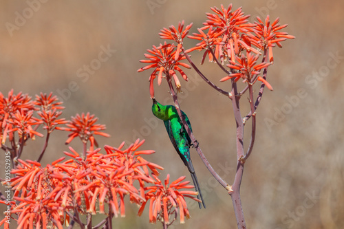 Malachit Nektarvogel an Aloe photo