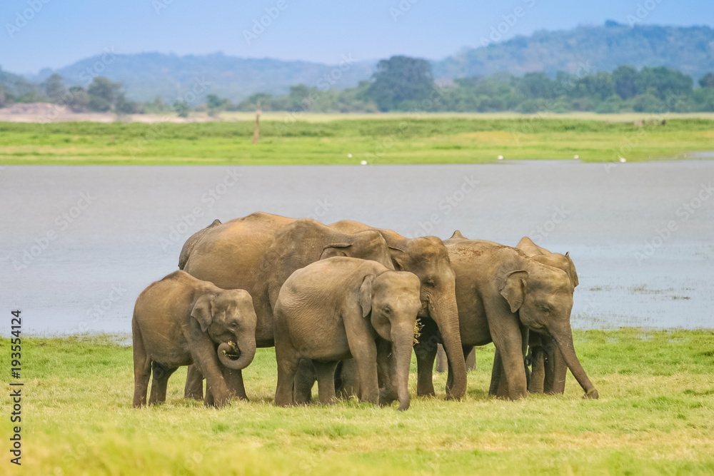Fototapeta premium A Herd of Sri Lankan Elephant