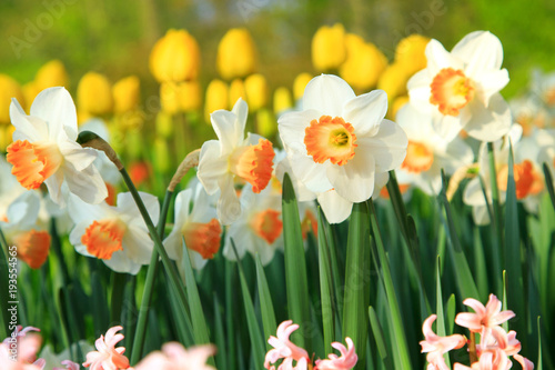 Fototapeta Naklejka Na Ścianę i Meble -  Weiße Narzissen im Frühling