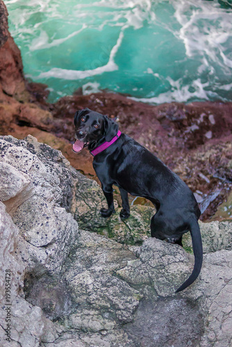 Fotografía de un perro dentro de una cueva que da al mar.