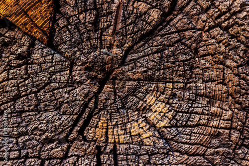 Closeup texture of an old weathered log with growth rings