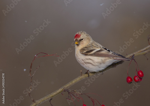 Arctic Redpoll - Acanthis hornemanni photo