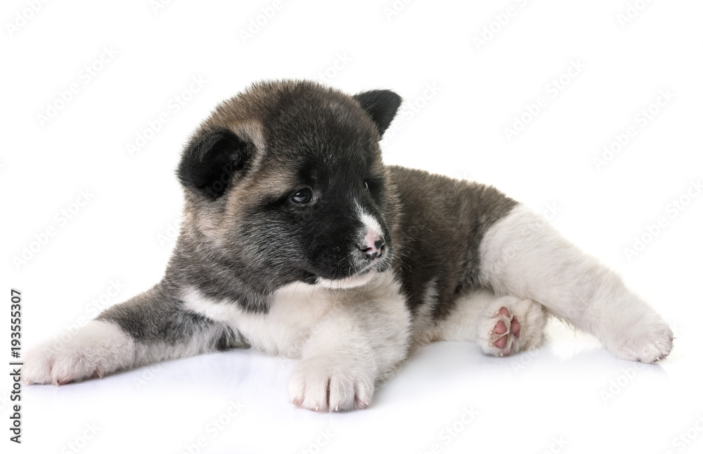 Obraz premium puppy american akita