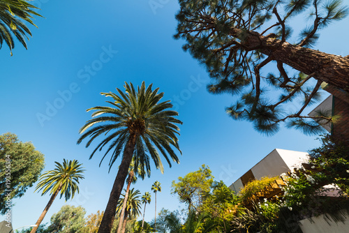 Pines and palm trees in Los Angeles