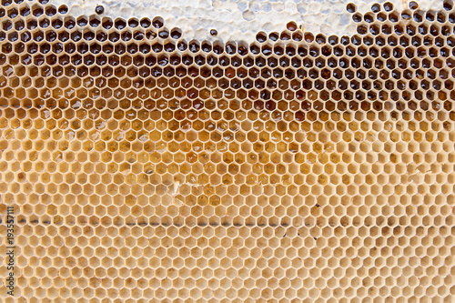 Close up view of honeycomb with honey as background.. photo
