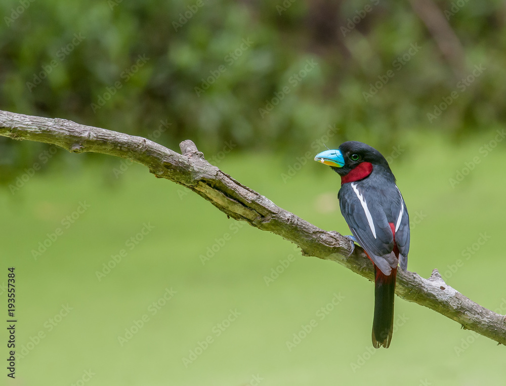 Black-and-red Broadbill