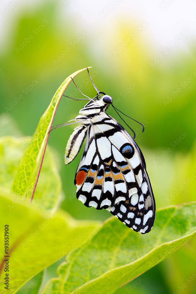 Fototapeta premium Colourful butterfly in garden.