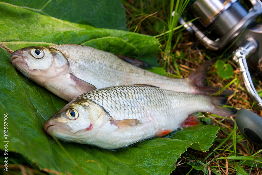 Freshwater common bream and European chub fish with fishing rod with reel on natural background.. Freshwater common bream and European chub fish with fishing rod with reel on natural background..