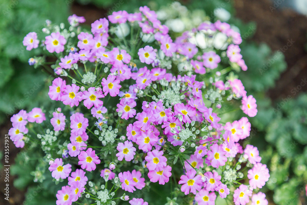 Flower and green leaf background in flower garden at sunny summer or spring day. flower for postcard beauty decoration and agriculture concept design. Purple flower. Flower and green leaf background in flower garden at sunny summer or spring day. flower for postcard beauty decoration and agriculture concept design. Purple flower.