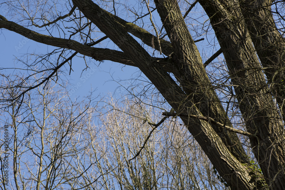 Obraz premium Images from Bergues France Feb 2018