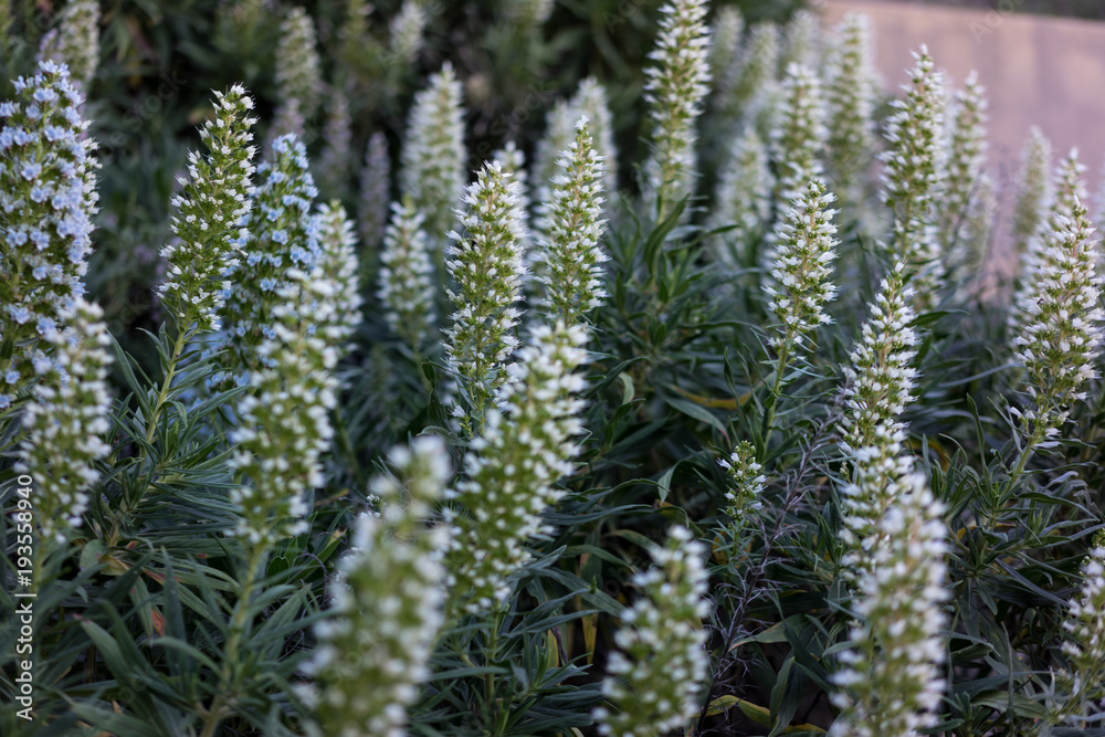 Tajinaste flower (Echium decaisnei) endemic of Gran Canaria island. Tajinaste flower (Echium decaisnei) endemic of Gran Canaria island.