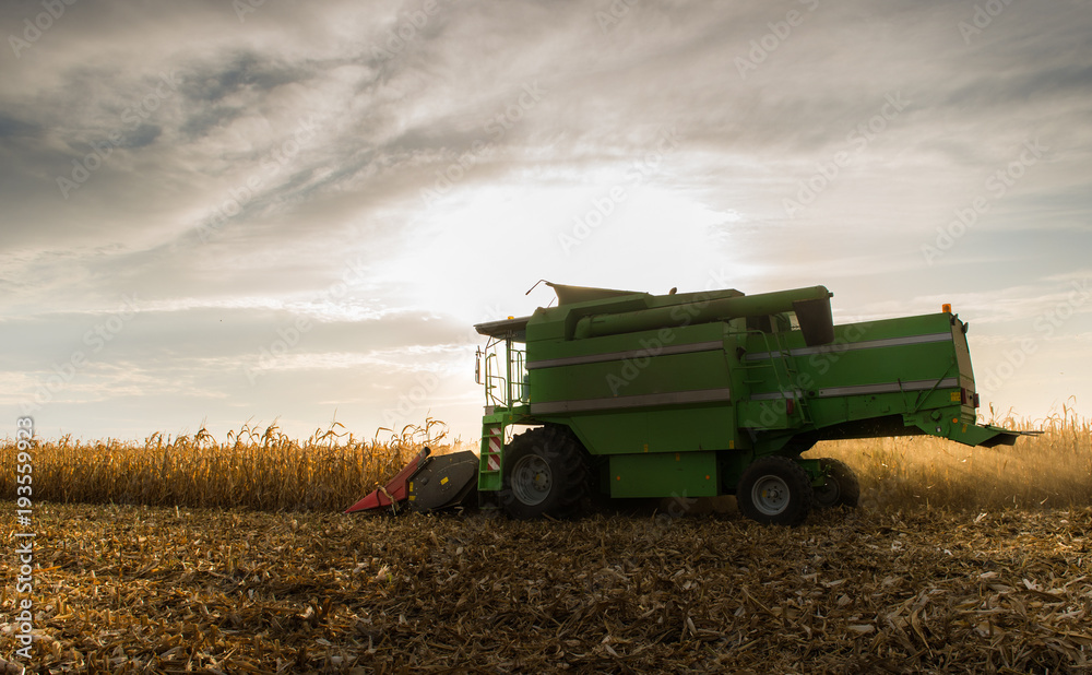 Harvesting of corn field with combine Harvesting of corn field with combine