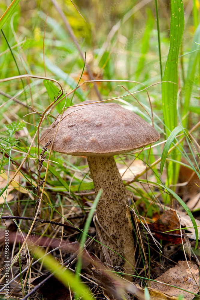Close up view of brown cap boletus growing in forest. Close up view of brown cap boletus growing in forest.