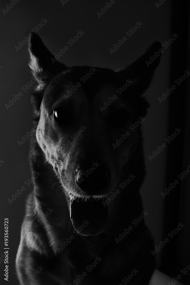 portrait of a sheepdog black and white. side contour light.