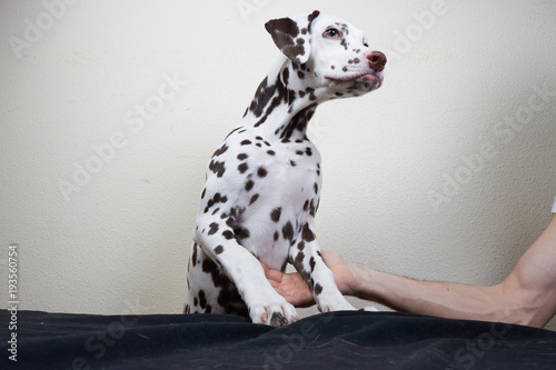 the Dalmatian dog rests on the table, the host helps the hand to stand.