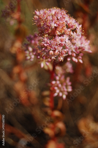 Sedum telephium L. (Sedum purpureum (L.) Schult.) очиток пурпурный, заячья капуста, седум