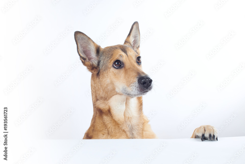 dog shepherd with paw on a table white on a white background. looking away.