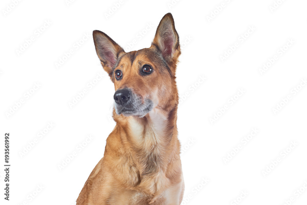 portrait of a sheepdog pectoral, young cute.