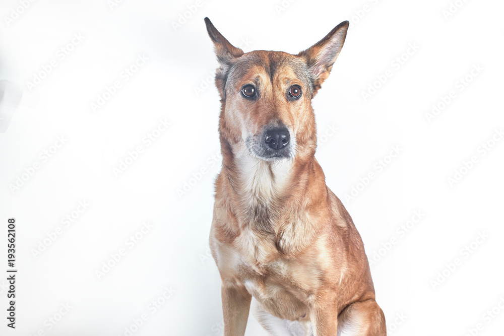 portrait of a sheepdog pectoral, young cute. portrait of a sheepdog pectoral, young cute.