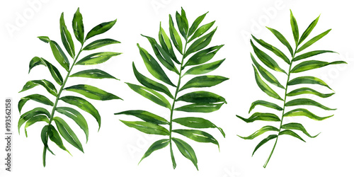 Realistic tropical botanical foliage plants. Set of tropical leaves: green palm neanta. Hand painted watercolor illustration isolated on white.