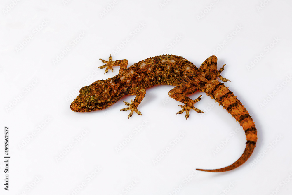 Naklejka premium Leaf toed gecko, Hemidactylus parvimaculatus, Udanti Tiger Reserve, Chhattisgarh