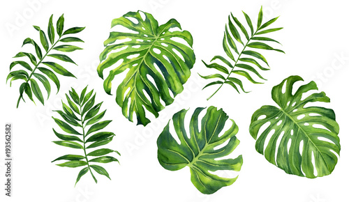 Realistic tropical botanical foliage plants. Set of tropical leaves  green palm neanta  monstera. Hand painted watercolor illustration isolated on white.