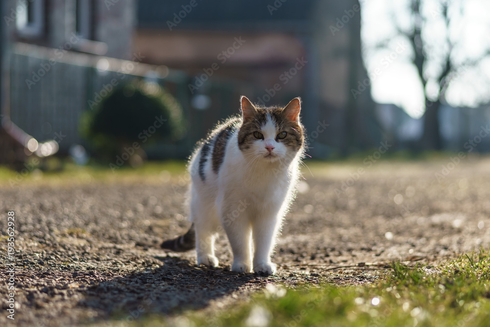 A village cat in the courtyard in the backlight.