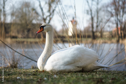 A large white swan  Cygnus olor  sits on the shore of a pond.