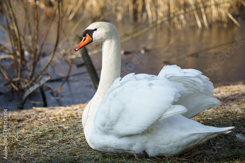 A large white swan (Cygnus olor) sits on the shore of a pond.