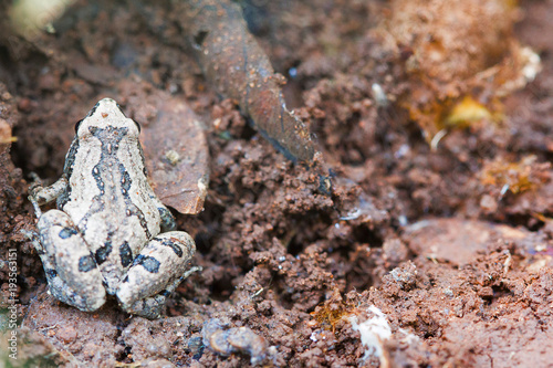 Narrowmouthed frog, Microhyla sp., Barnawapara WLS, Chhattisgarh photo