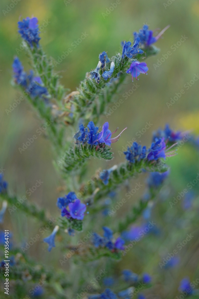 Obraz premium Echium vulgare L. - Синяк обыкновенный