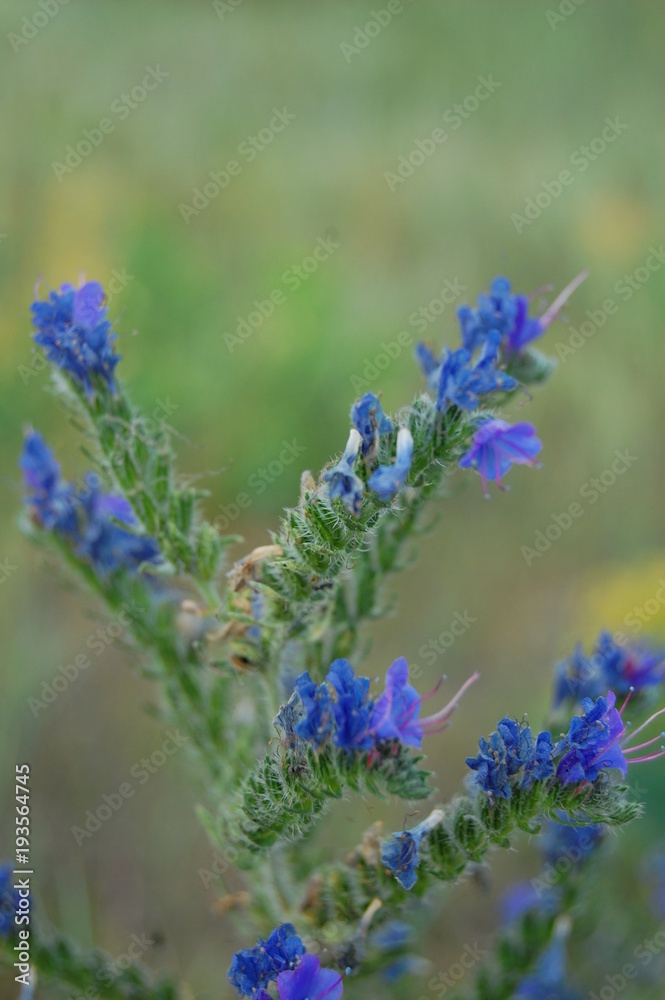 Obraz premium Echium vulgare L. - Синяк обыкновенный