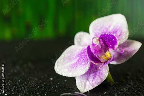 Pink orchid with water drops   green bamboo background
