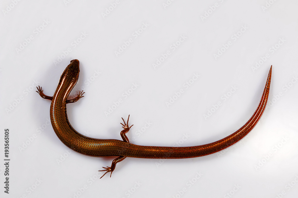Fototapeta premium White spotted skink, Lygosoma albopunctata, Udanti Tiger Reserve, Chhattisgarh