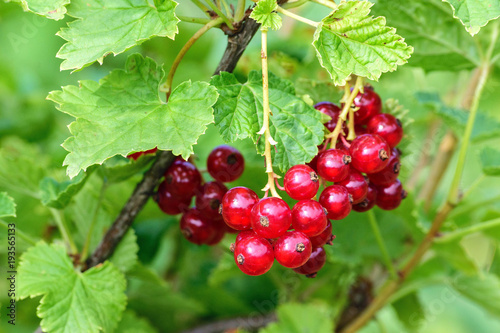 ripe red currants on a green bush