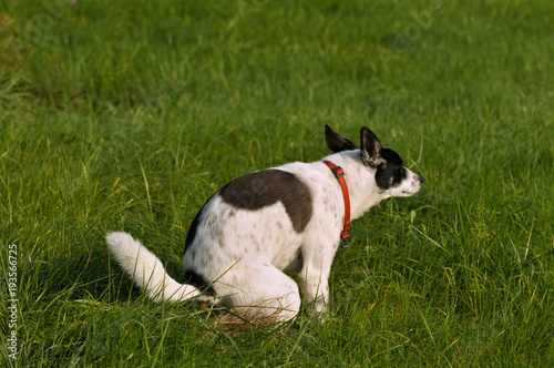 Hund macht sein Geschäft in einer Wiese photo