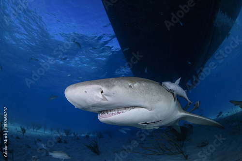 Close-up Shot of Lemon Shark Swimming in Clear Waters of Bahamas