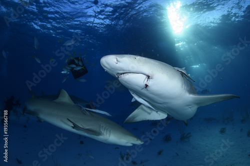 Close-up Shot of Lemon Shark Swimming in Clear Waters of Bahamas