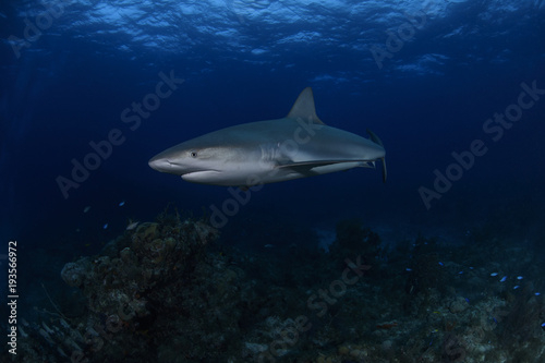 Close up Shot of Tiger Shark Swimming Gracefully in Clear Waters of Bahamas