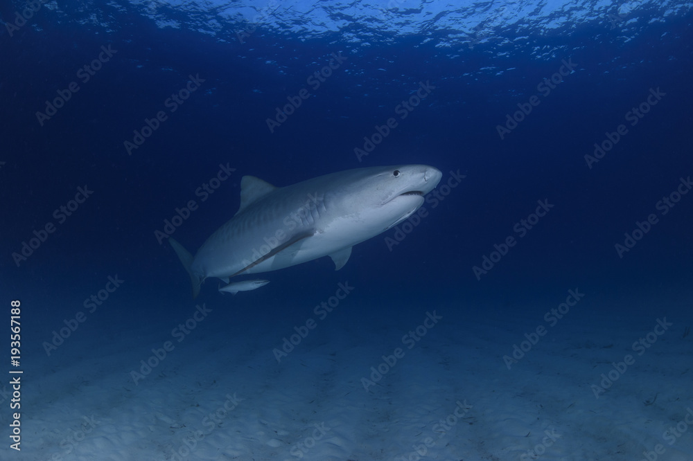 Obraz premium Close up Shot of Tiger Shark Swimming Gracefully in Clear Waters of Bahamas