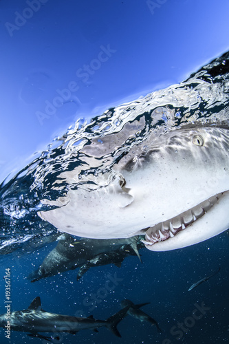 Split Shot of Lemon Shark on Ocean Surface in Bahamas