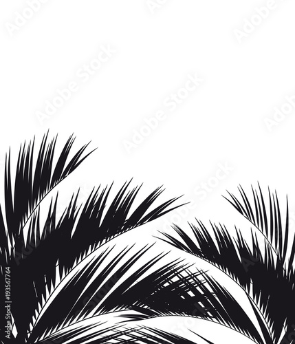Black silhouette, tropical palm leaves, isolated on a white